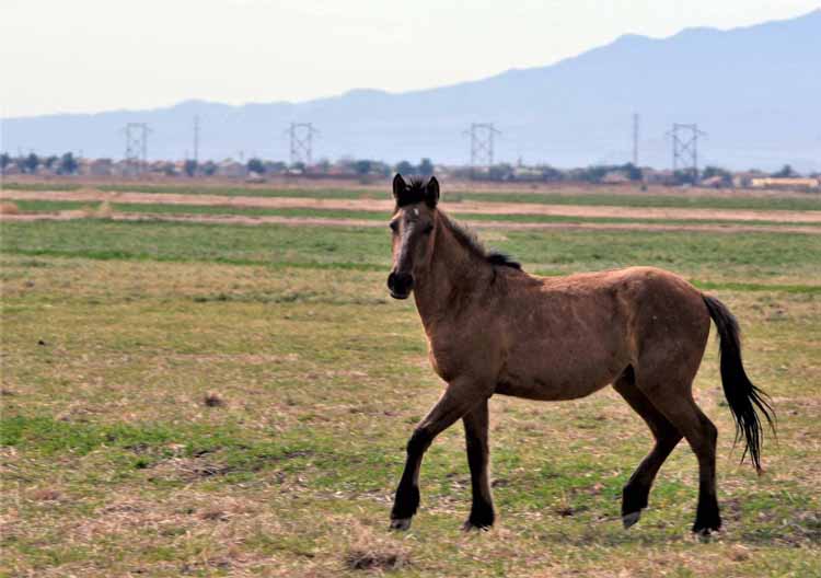 mustangs